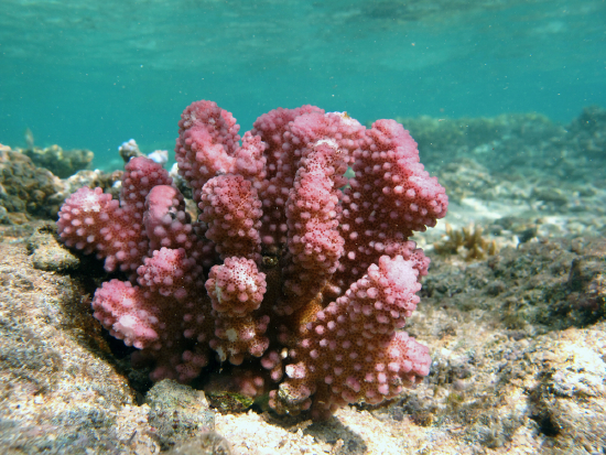  Pocillopora verrucosa (Pink Cauliflower Coral)